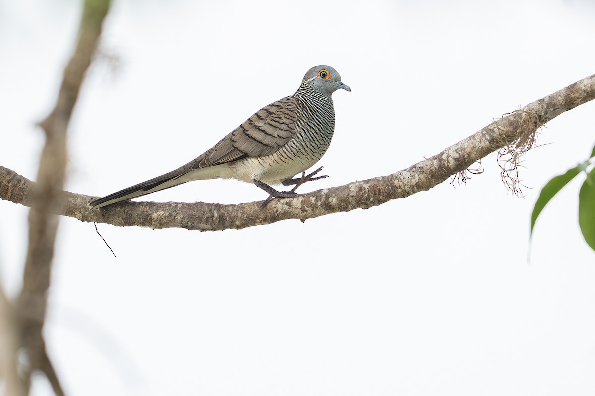 Barred Dove - ML646999213