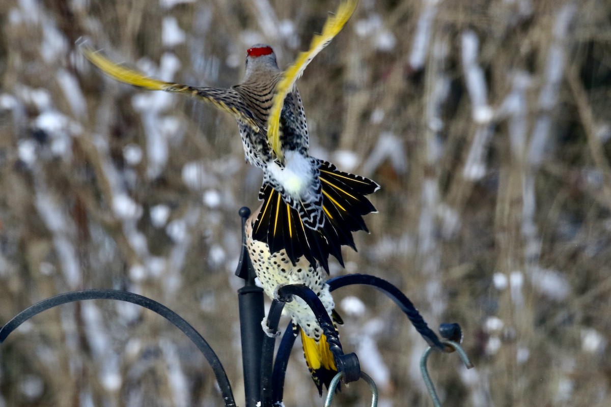 Декол золотистий (підвид auratus/luteus) - ML646999214