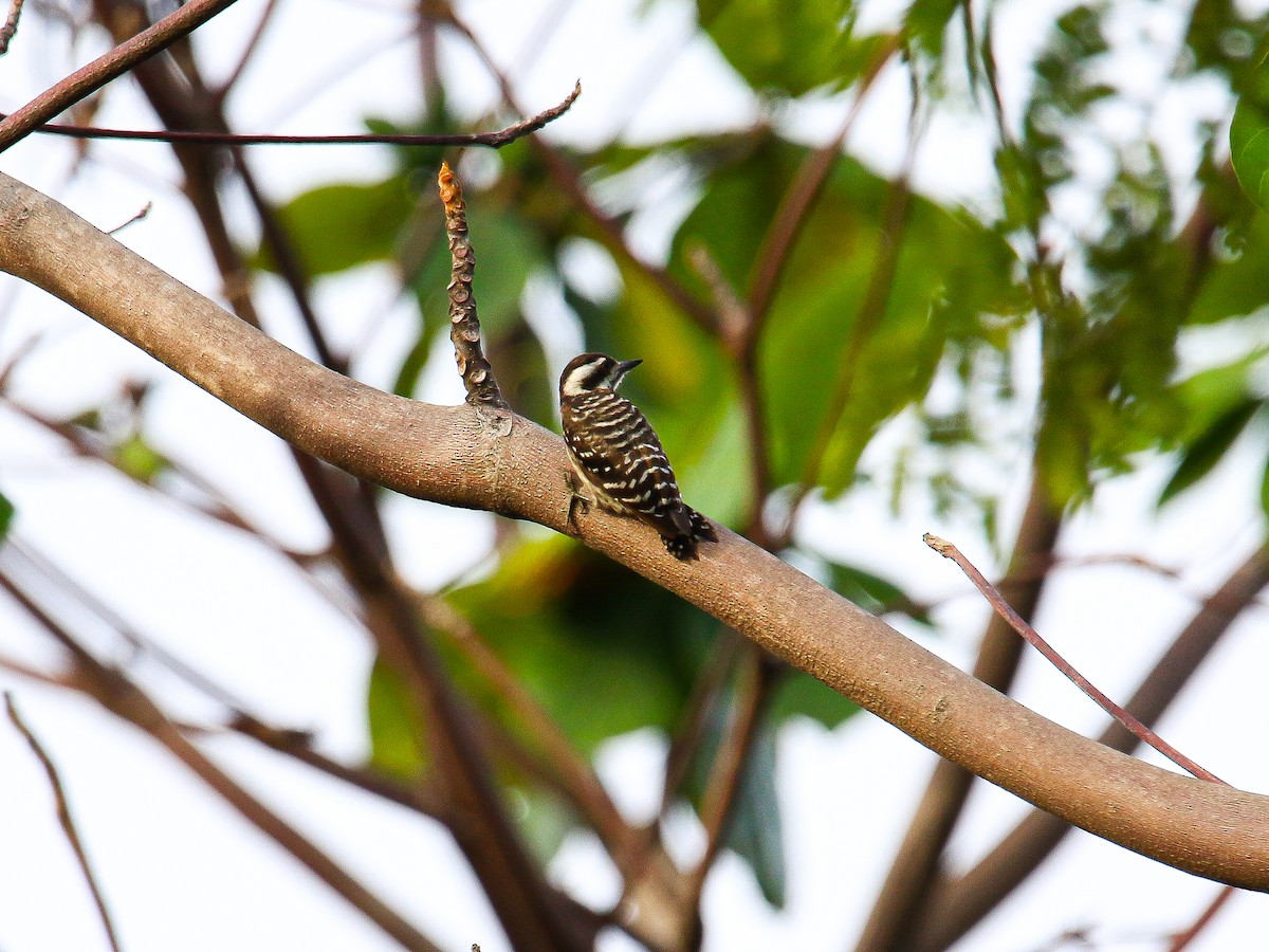 Sunda Pygmy Woodpecker - ML646999215