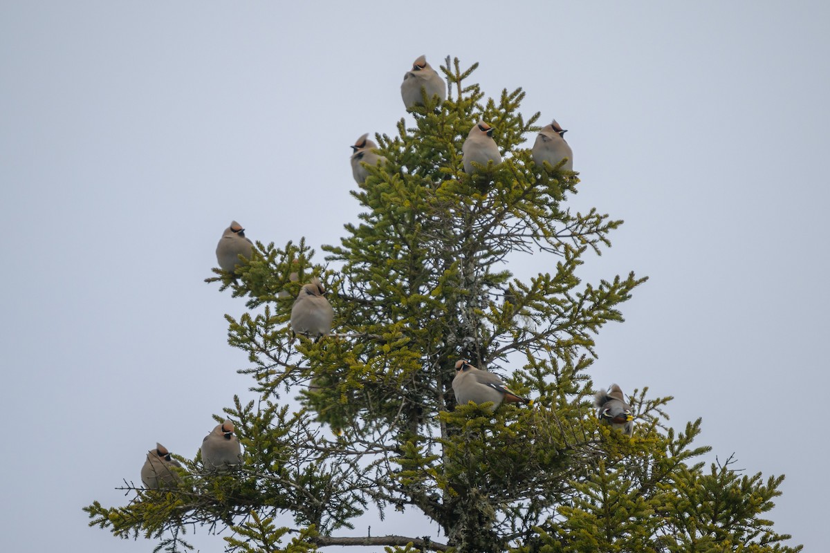 Beccofrusone - ML646999217