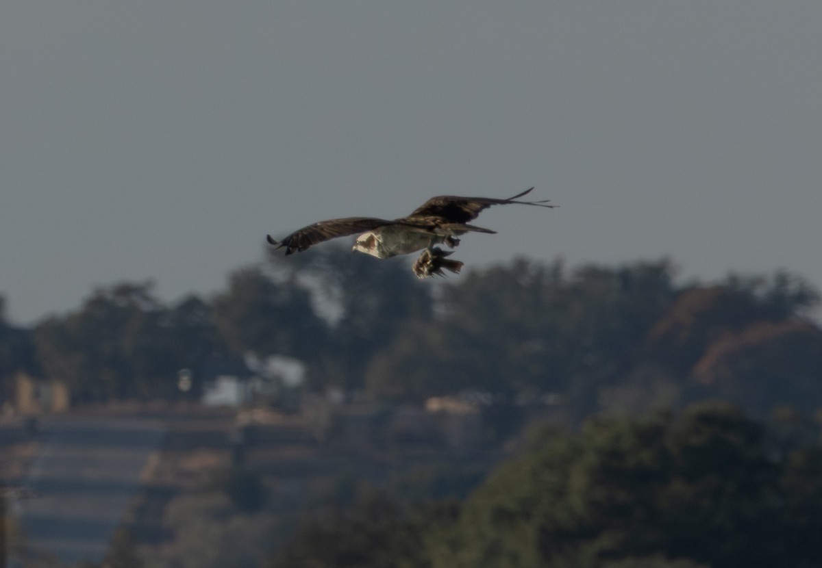 Osprey - ML646999219