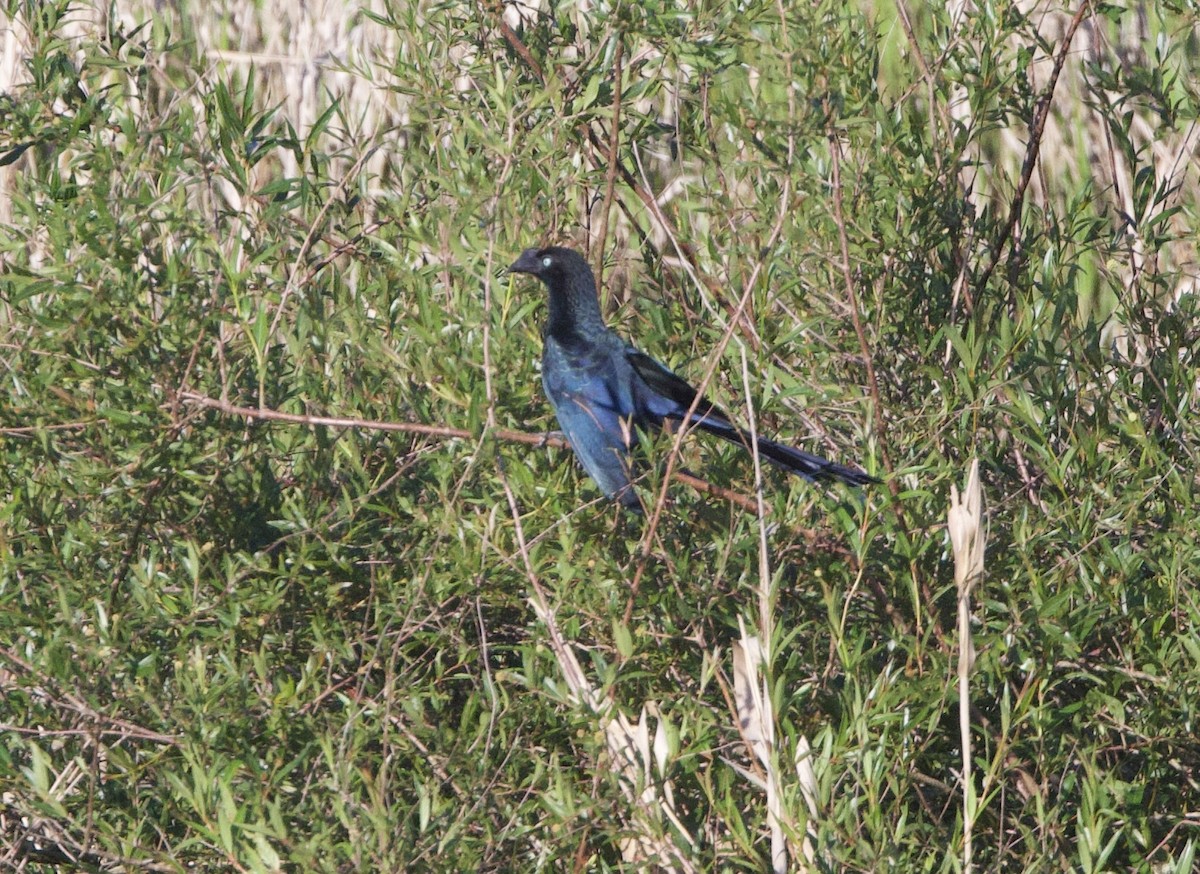 Büyük Ani - ML646999227