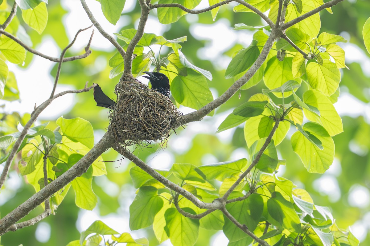 Wallacean Drongo (Flores) - ML646999234