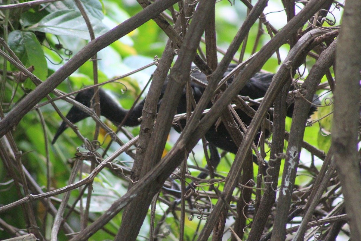 Ібіс чорний - ML646999235