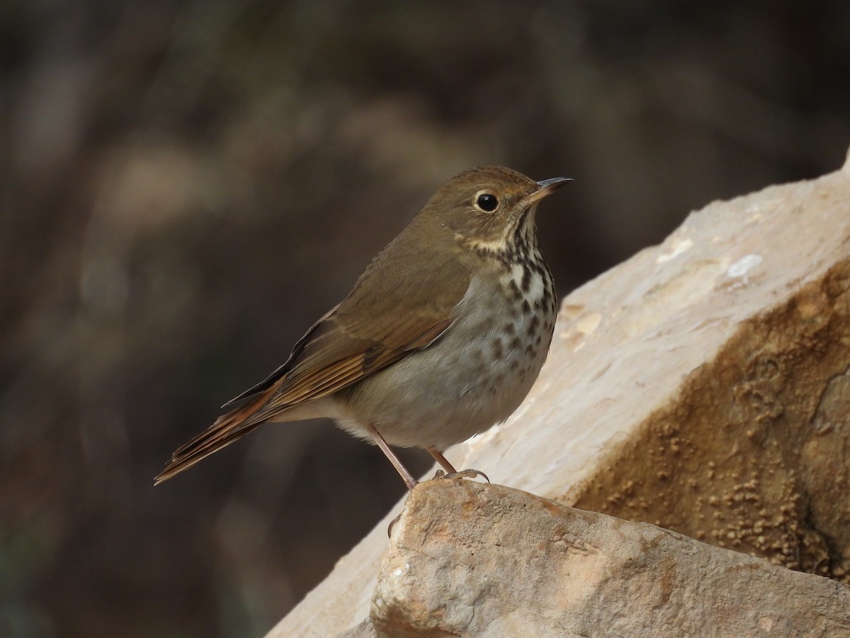 drozd rezavoocasý - ML646999236