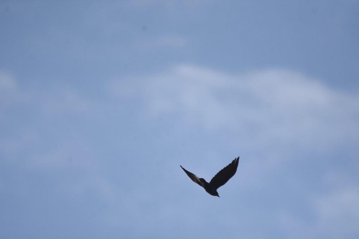 Fish Crow - ML646999243