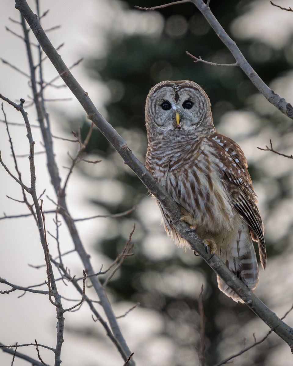 Barred Owl - ML646999245