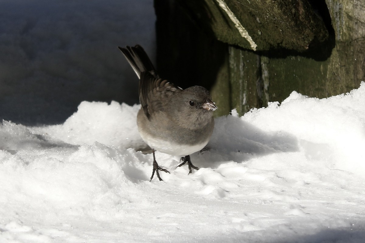 Юнко сірий (підвид hyemalis/carolinensis) - ML646999246