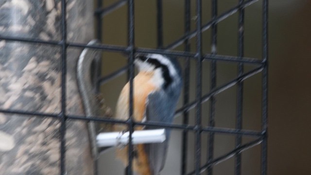 Повзик канадський - ML646999249