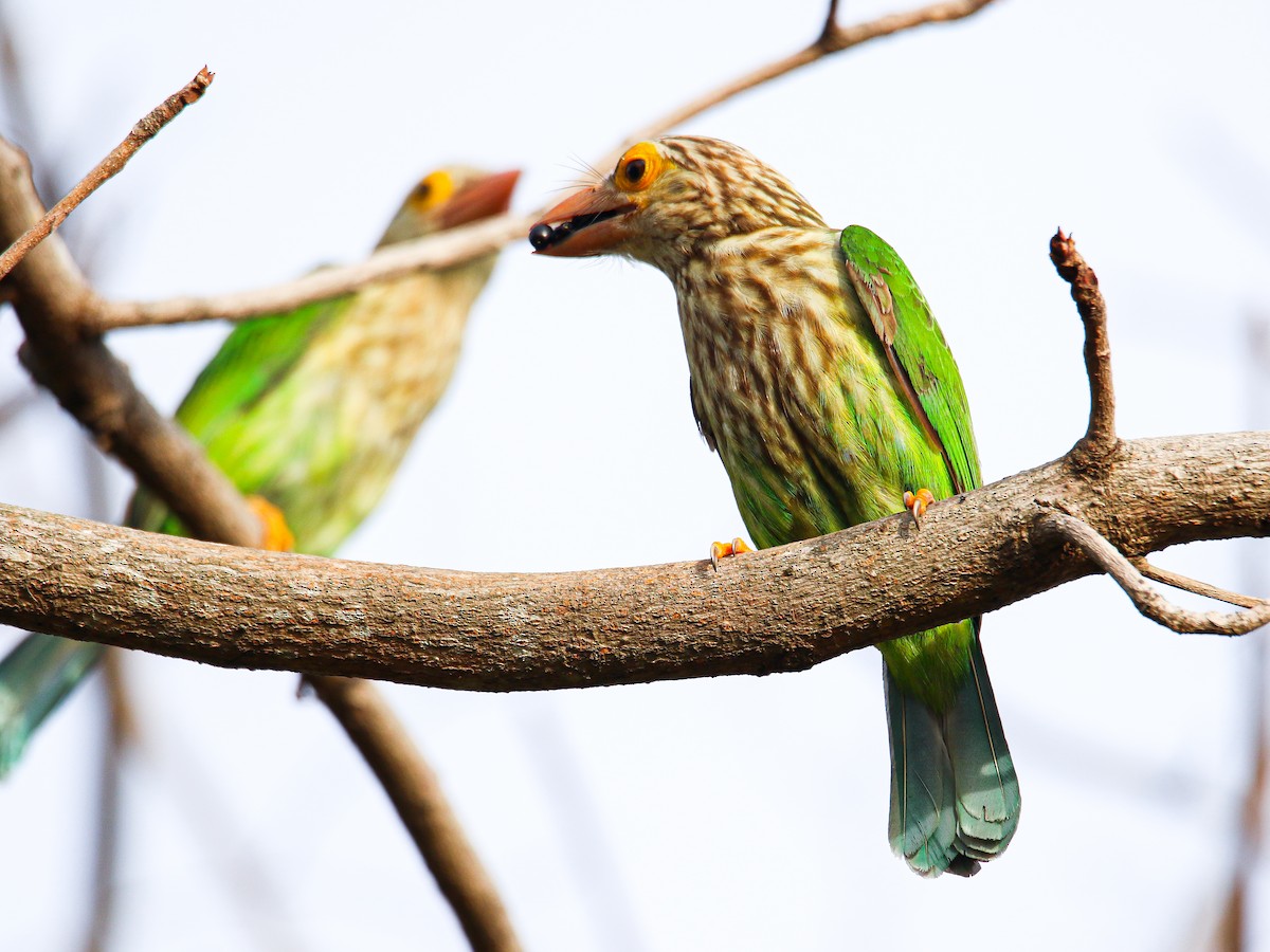 Lineated Barbet - ML646999253