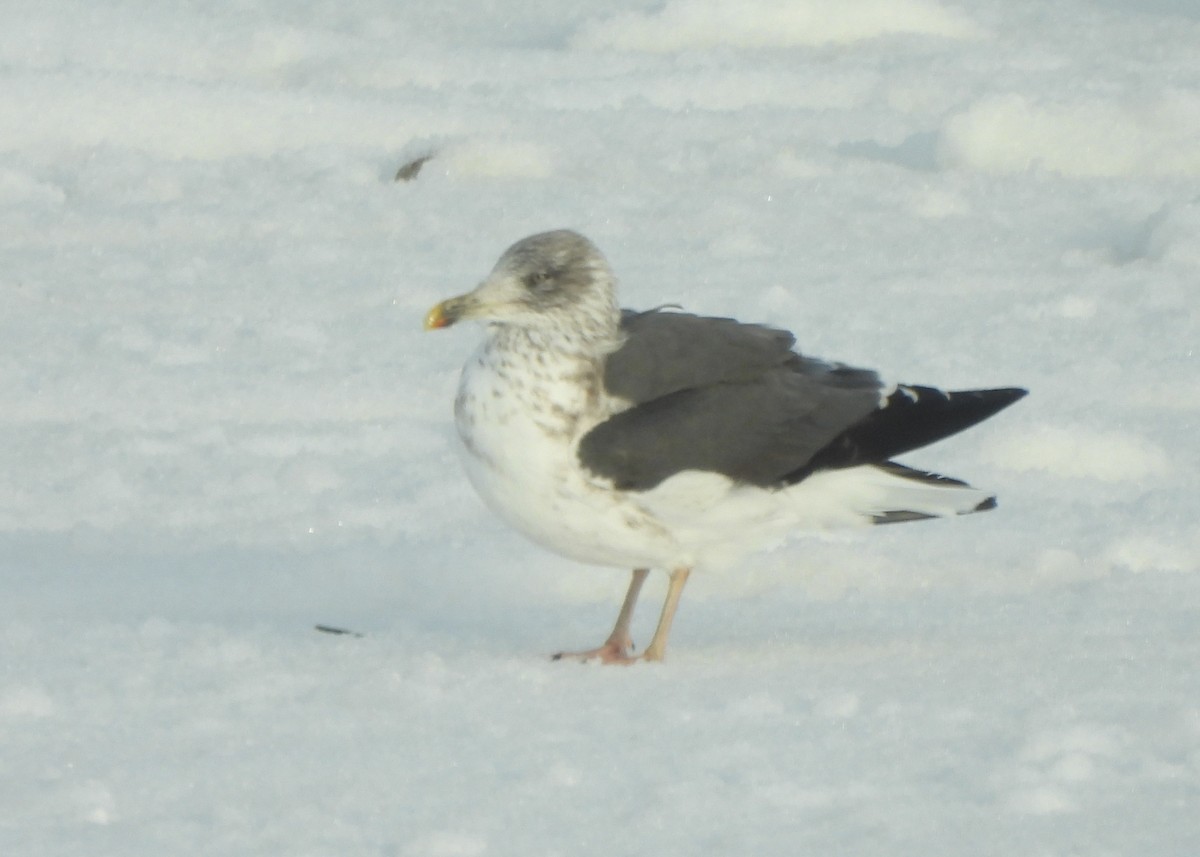 Lesser Black-backed Gull - ML646999254