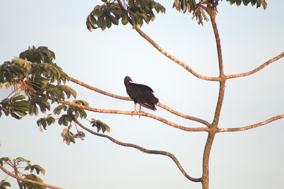 Чёрная катарта - ML646999255