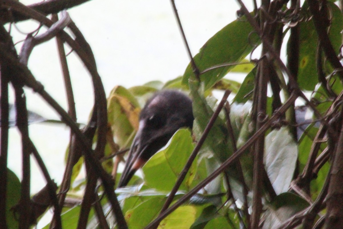 Ібіс чорний - ML646999257