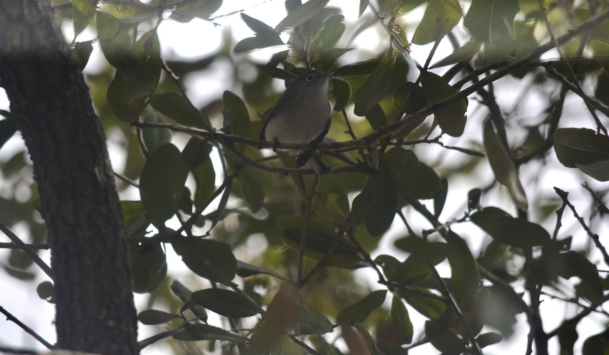 Blue-gray Gnatcatcher - ML646999258