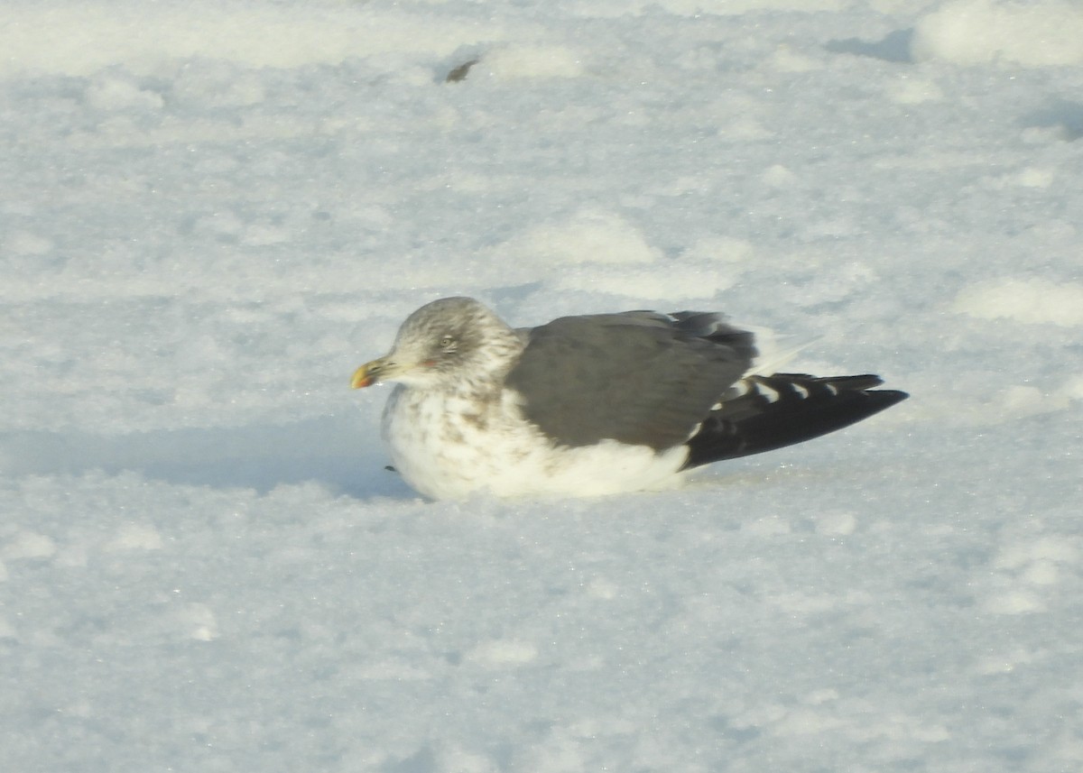 Lesser Black-backed Gull - ML646999260