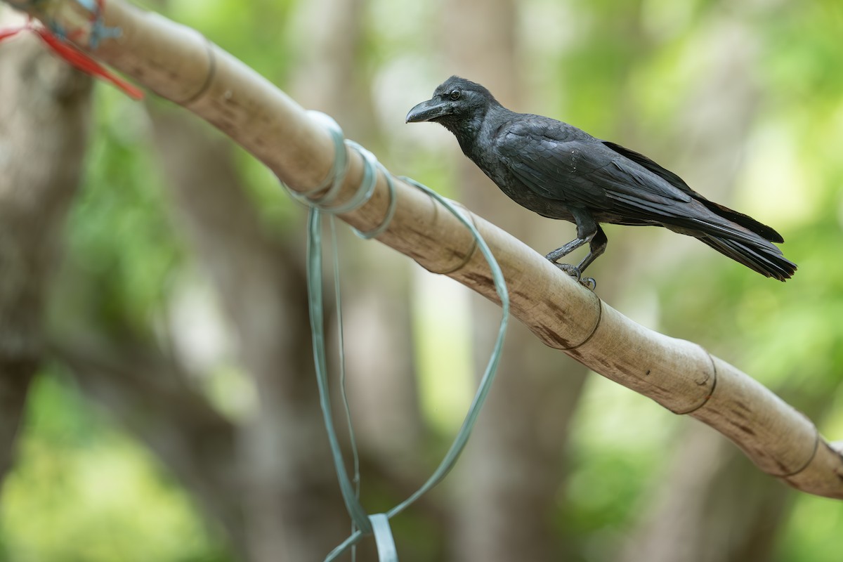 Large-billed Crow (Large-billed) - ML646999267