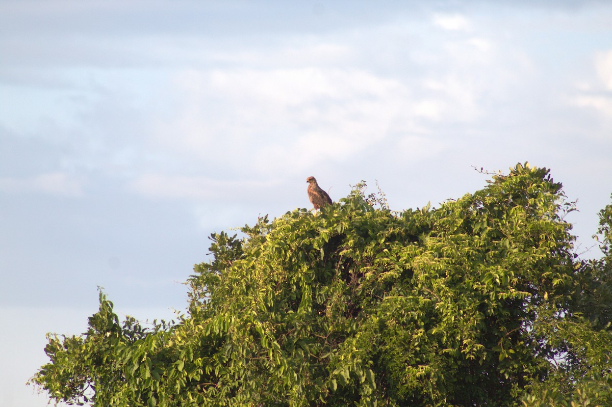 Savanna Hawk - ML646999268