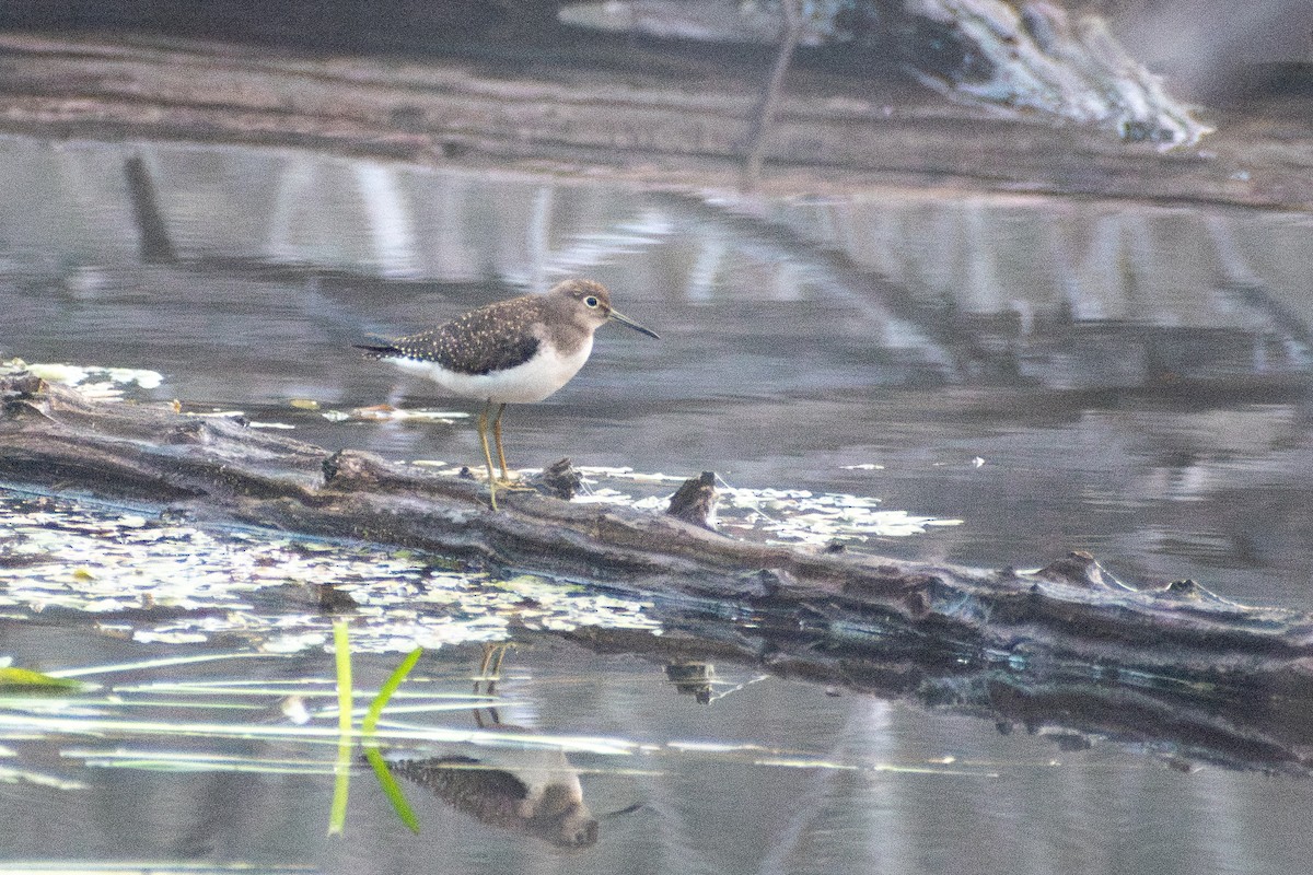 Solitary Sandpiper - ML646999272