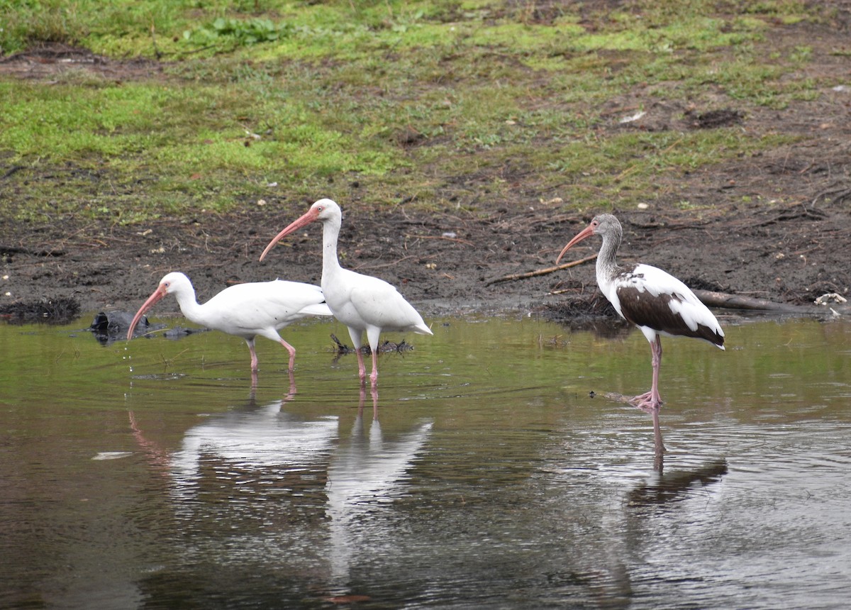 White Ibis - ML646999273