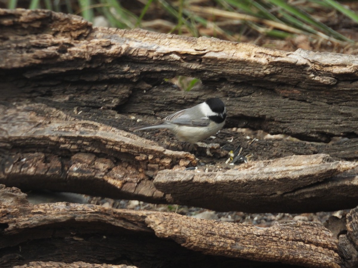 sýkora karolínská - ML646999275