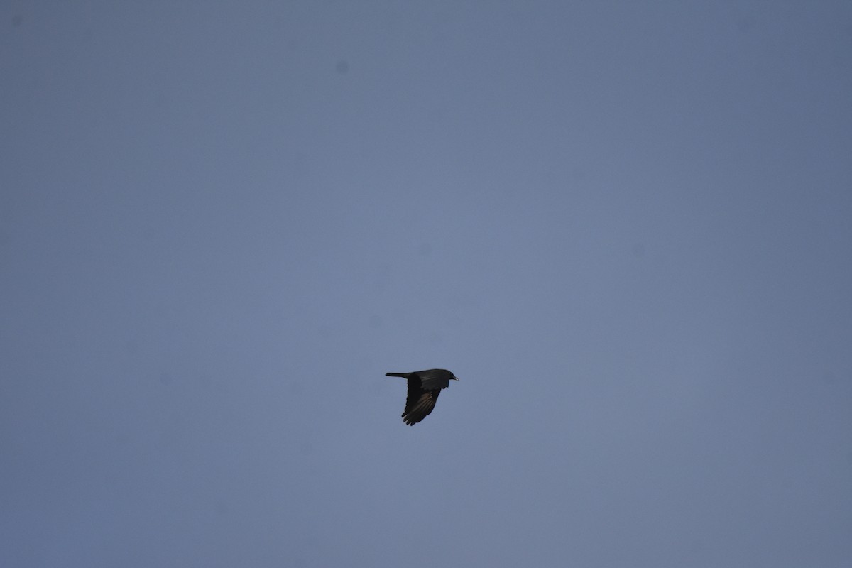 American Crow - ML646999282