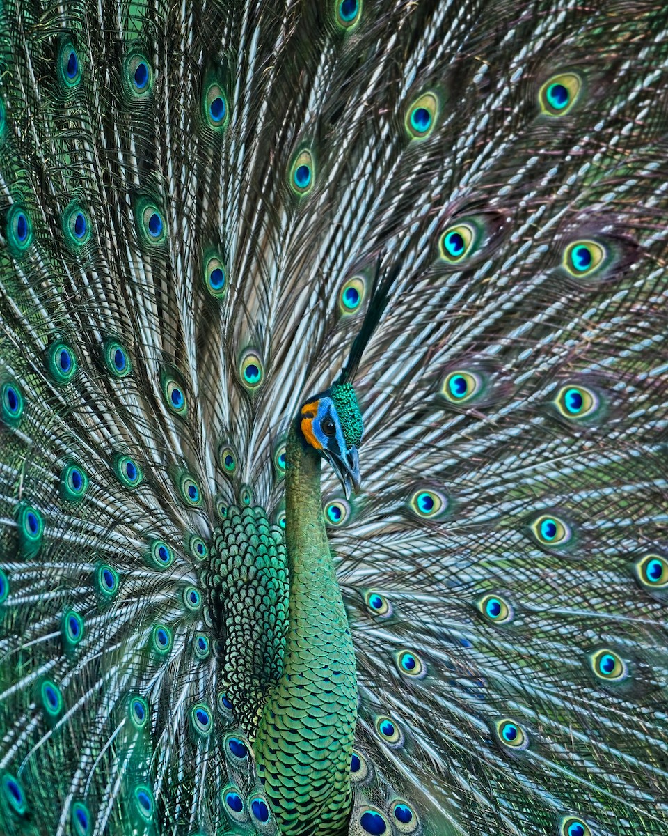 Павич синьокрилий - ML646999287