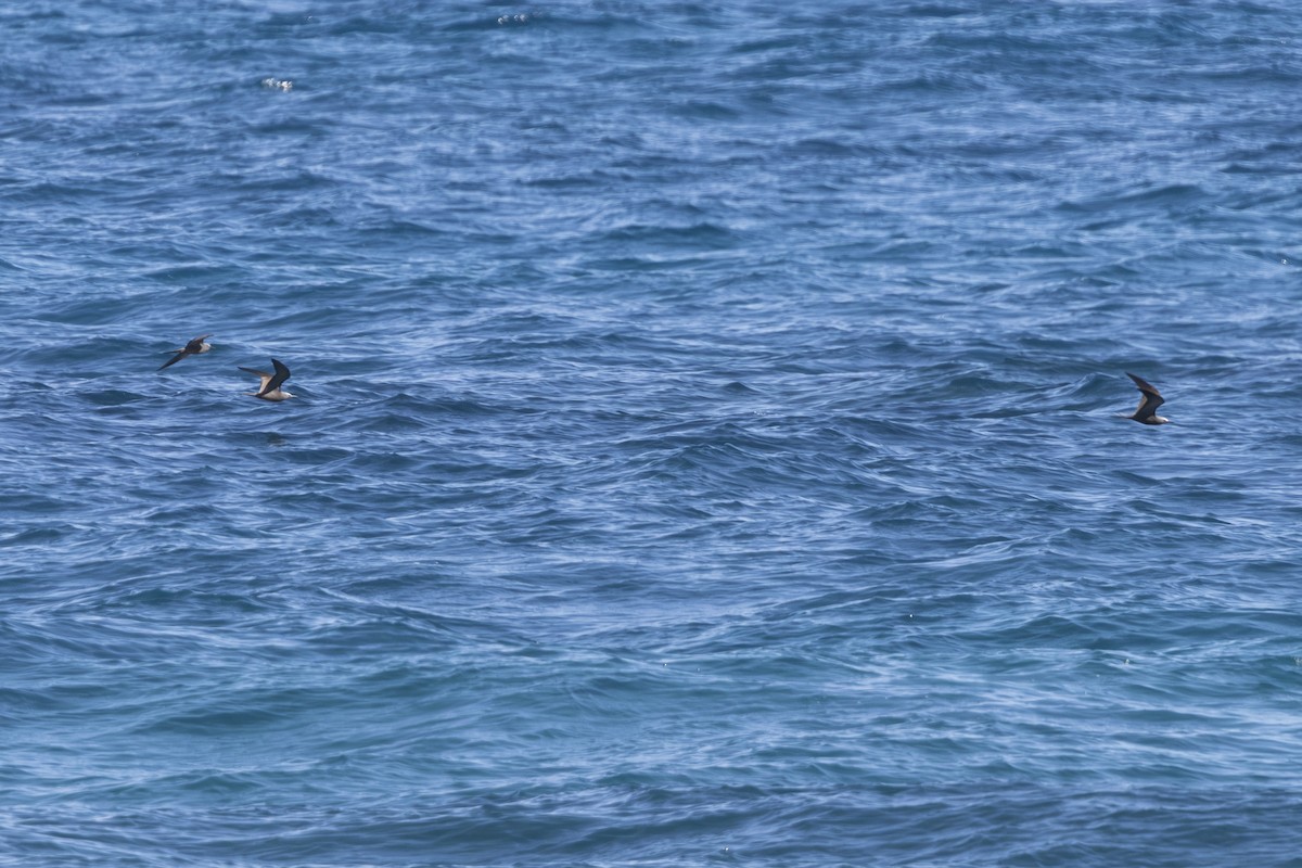 Brown Noddy - ML646999290