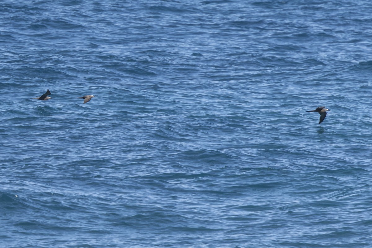 Brown Noddy - ML646999291