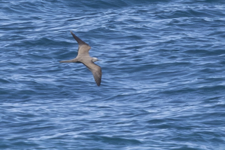 Brown Noddy - ML646999292