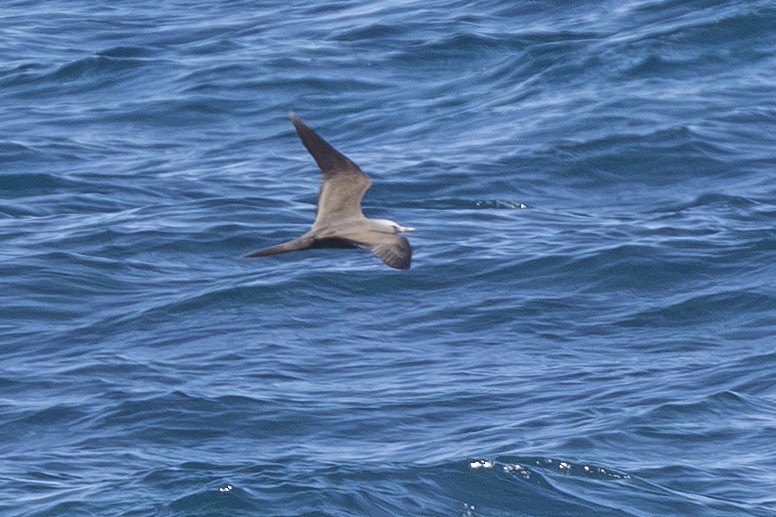 Brown Noddy - ML646999293