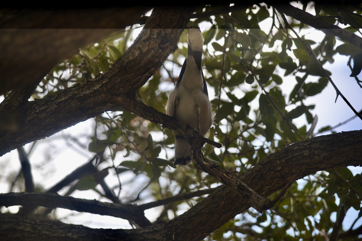 Mavi Karga - ML646999294