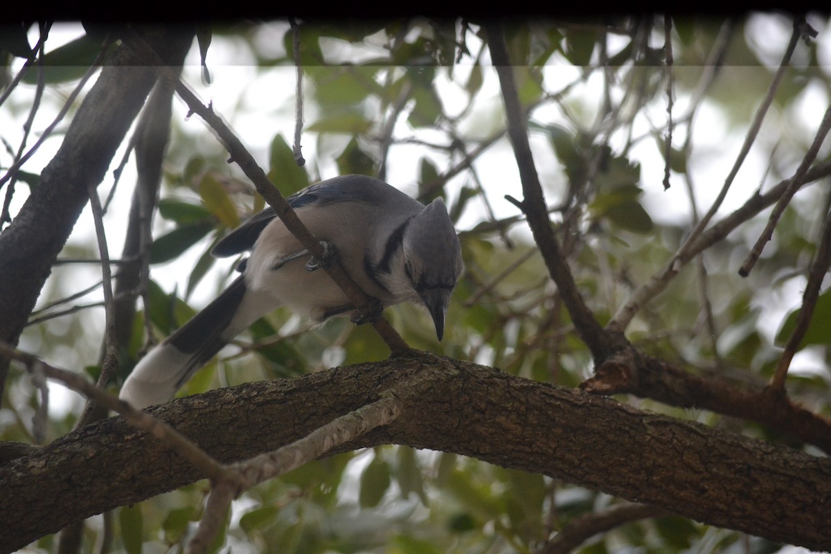 Mavi Karga - ML646999297