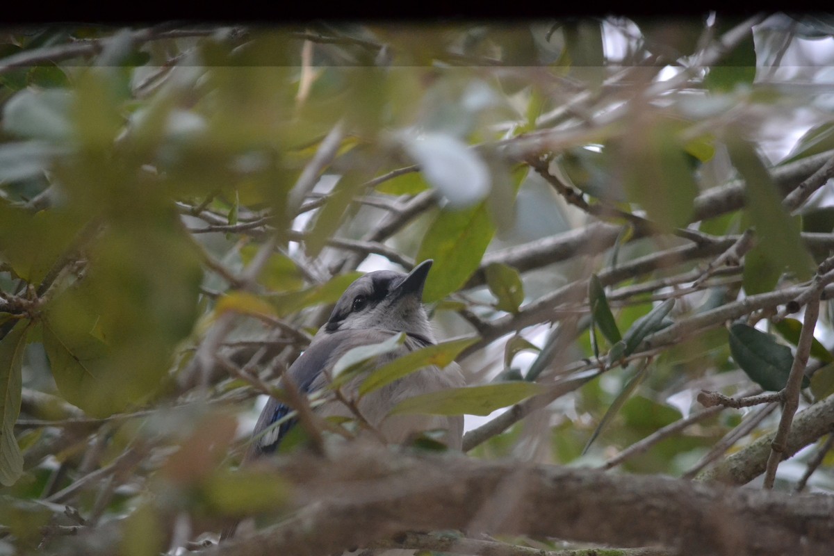 Mavi Karga - ML646999298