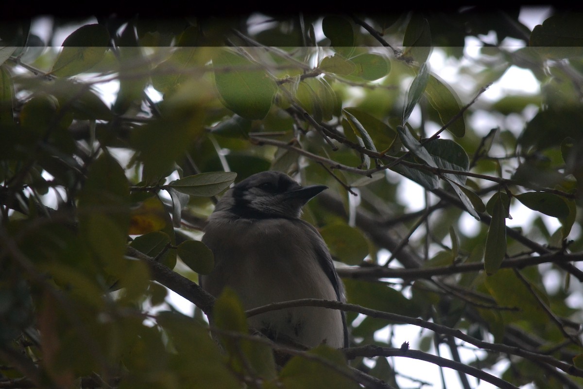 Mavi Karga - ML646999299