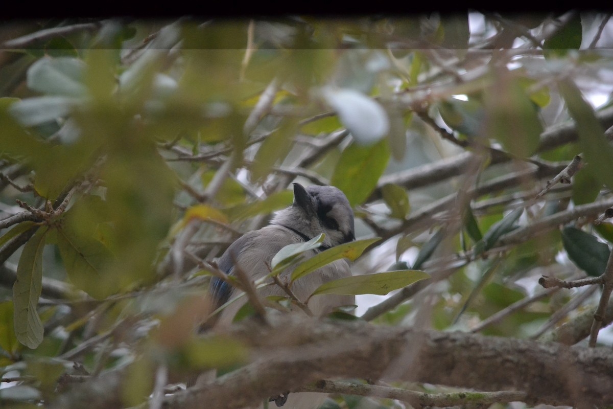 Mavi Karga - ML646999300