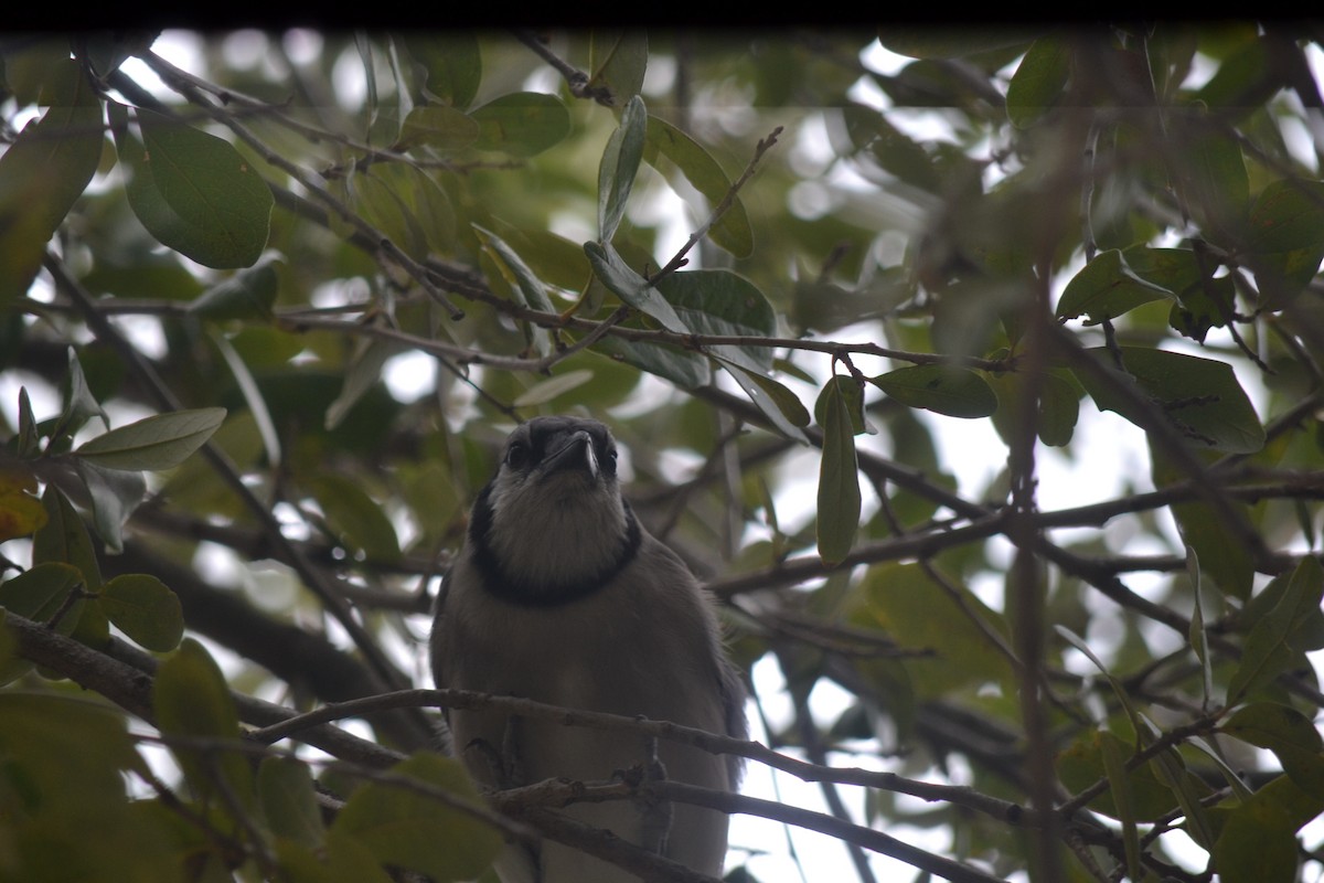 Mavi Karga - ML646999301