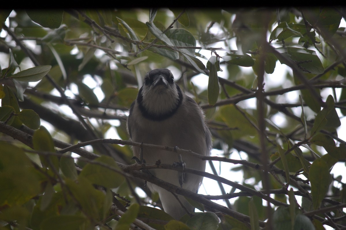 Mavi Karga - ML646999302