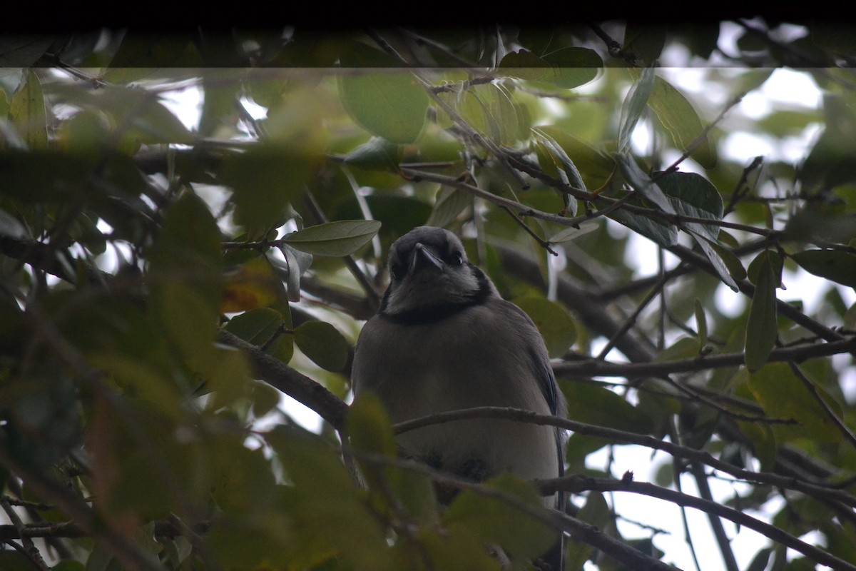 Mavi Karga - ML646999303