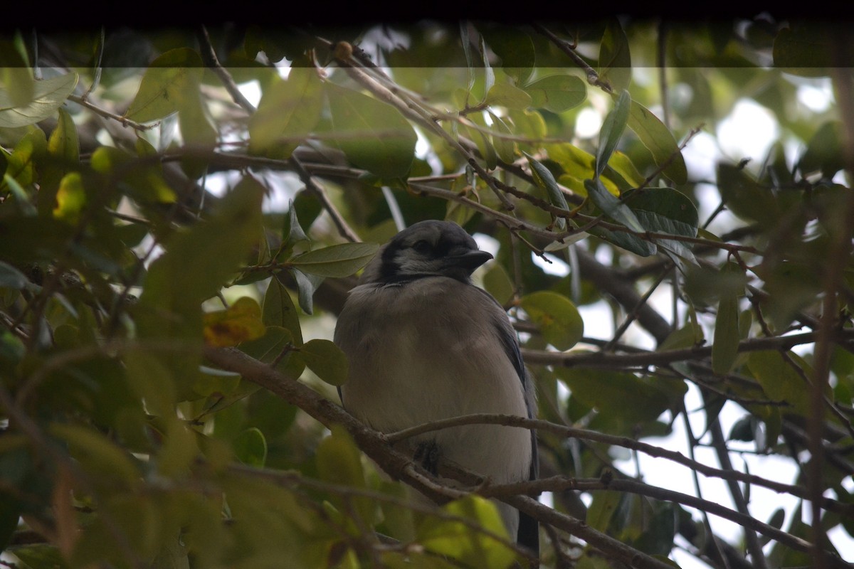 Mavi Karga - ML646999304