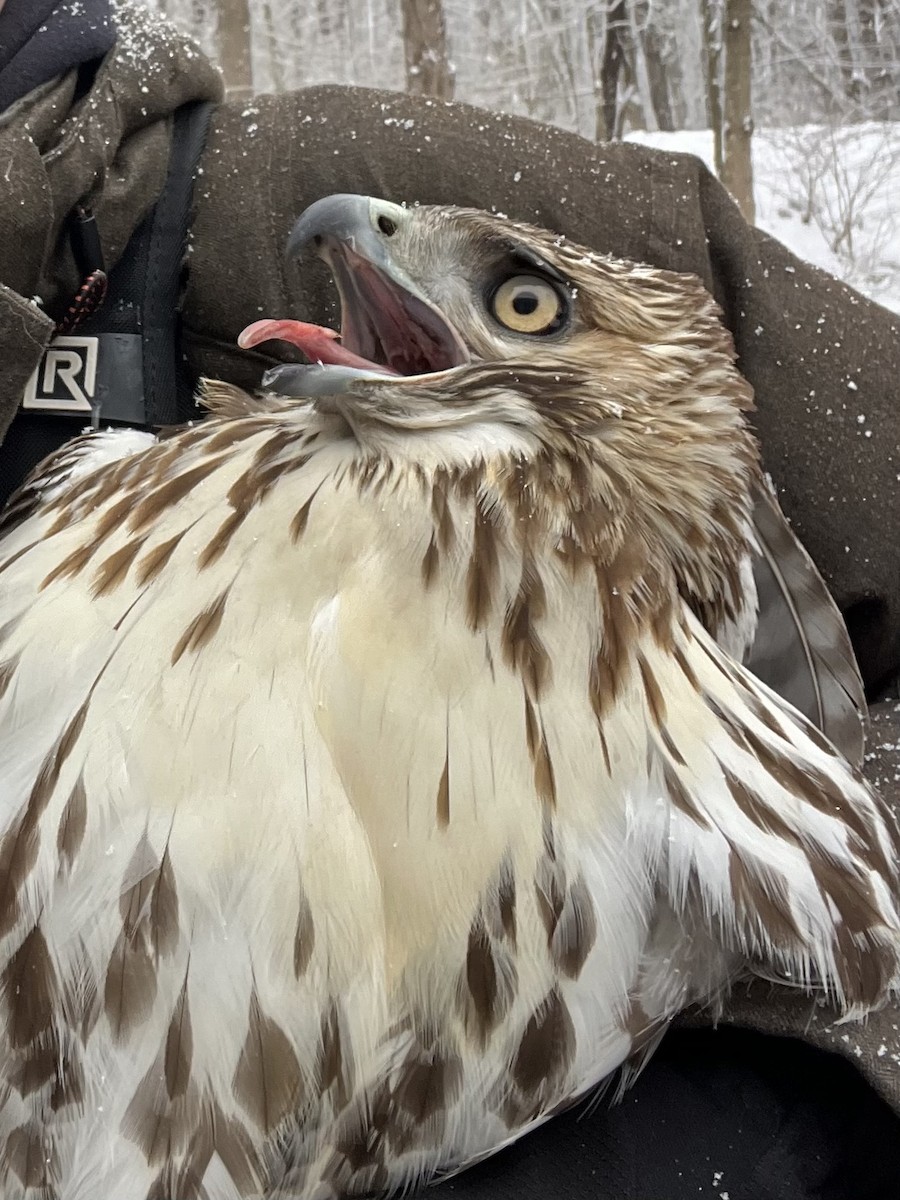 Red-tailed Hawk (borealis) - ML646999307
