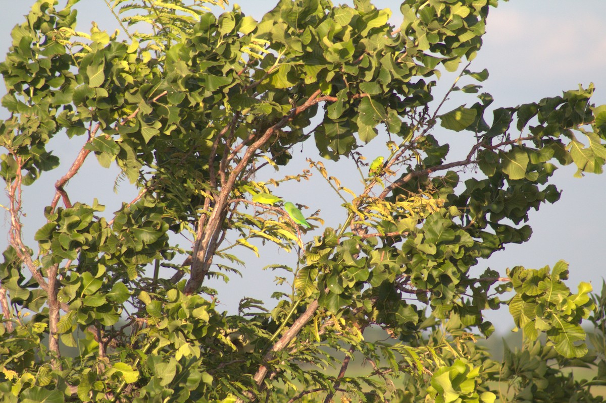 Toui de Spix - ML646999308