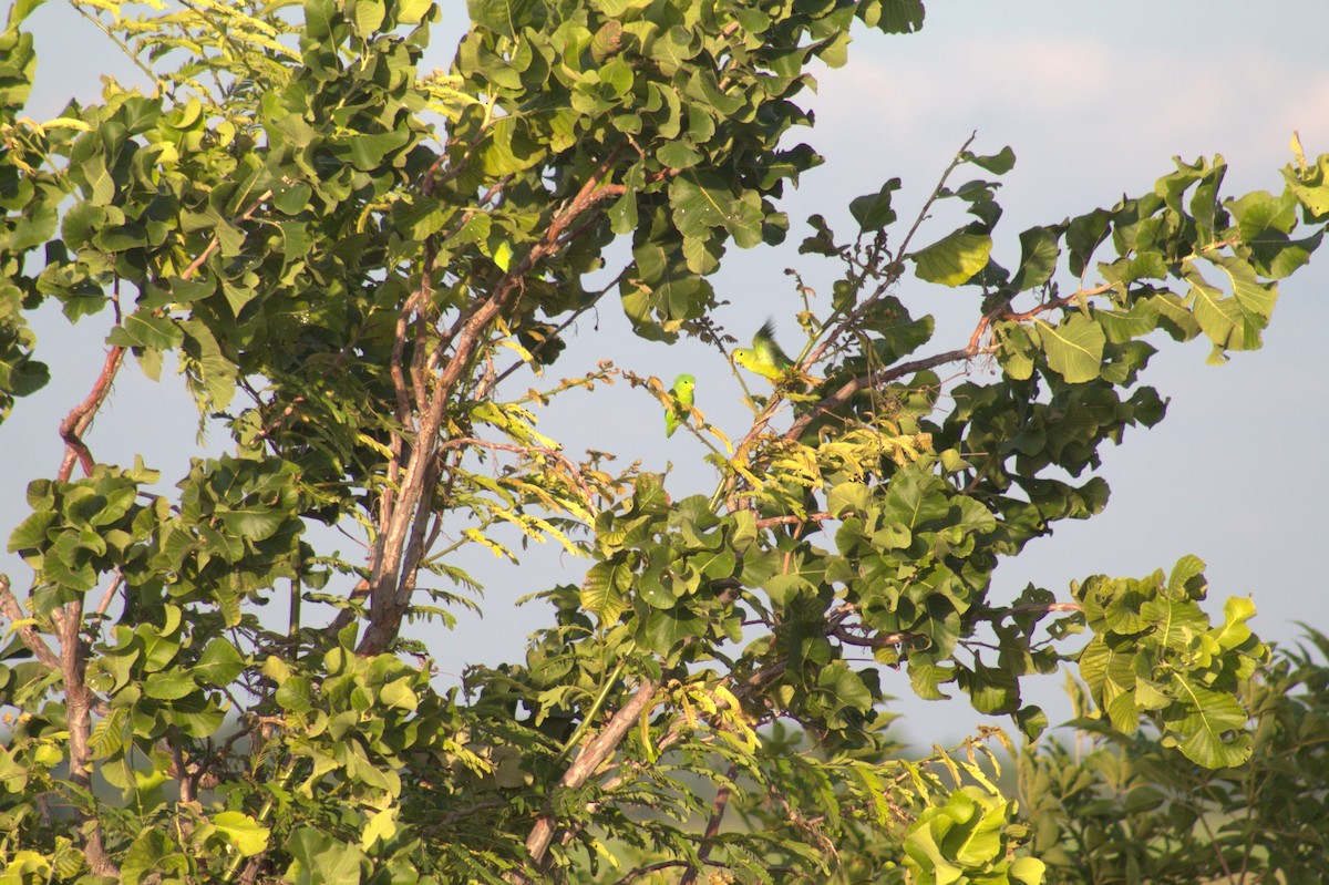 Toui de Spix - ML646999309