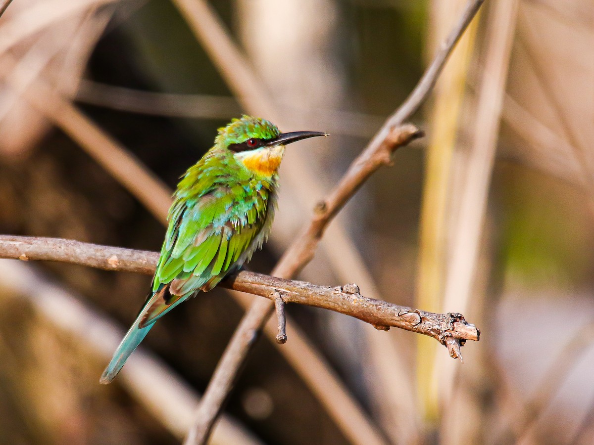 Guêpier à queue d'azur - ML646999311