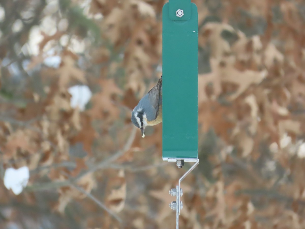 Red-breasted Nuthatch - ML646999312