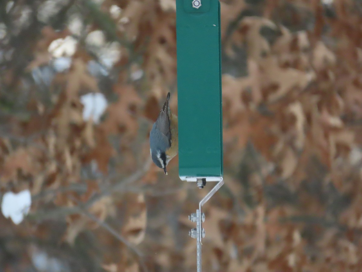 Red-breasted Nuthatch - ML646999319
