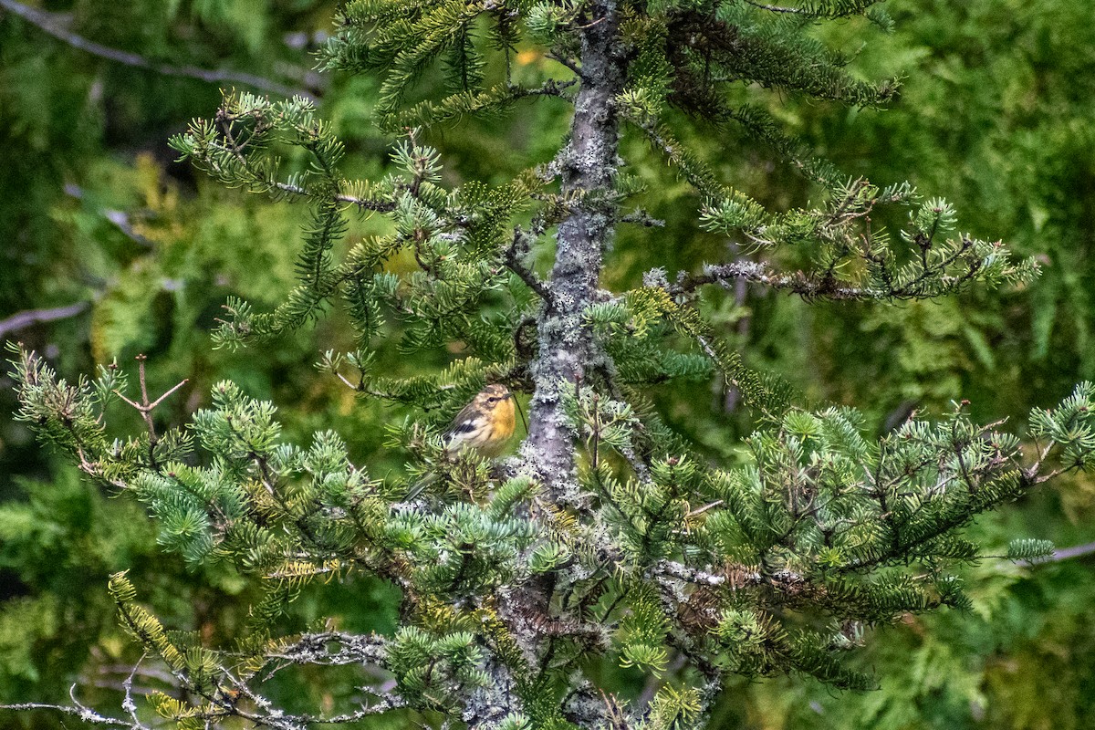 Blackburnian Warbler - ML646999320