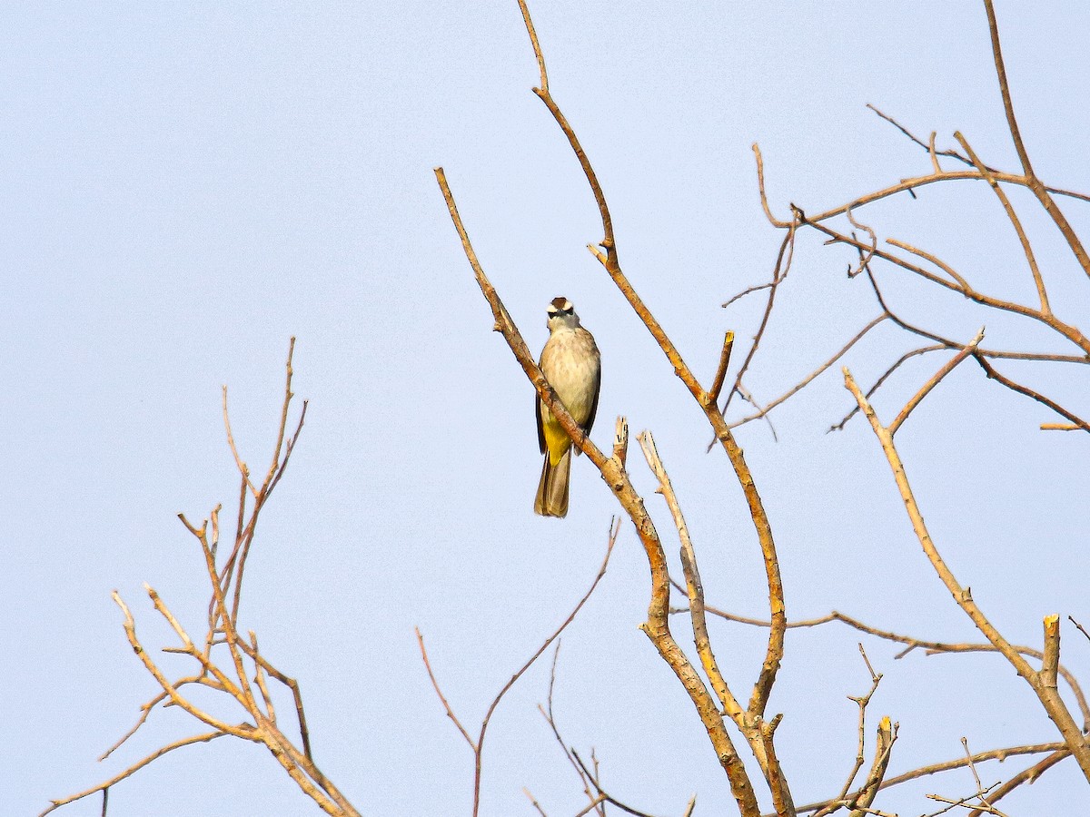 Yellow-vented Bulbul - ML646999322