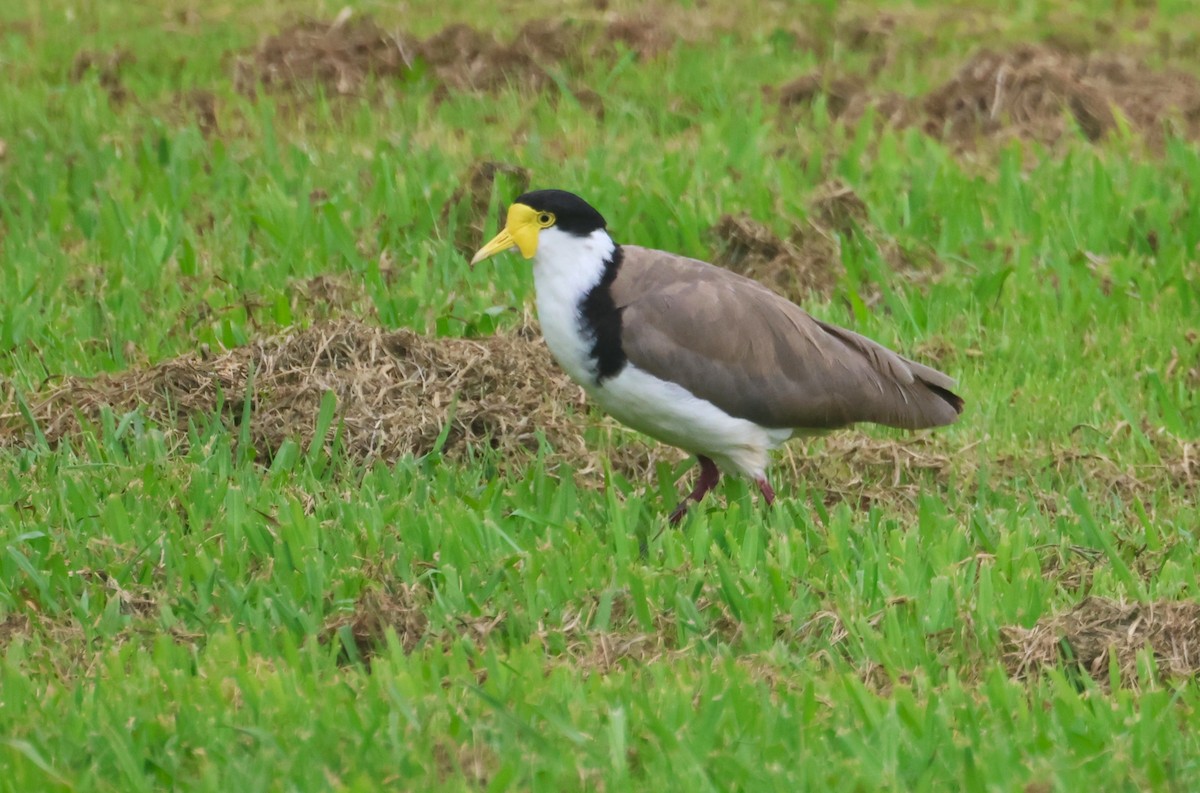 Hegabera maskaraduna - ML646999323