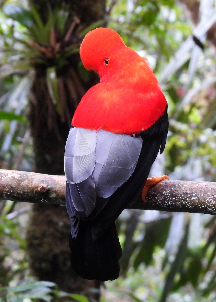 Andean Cock-of-the-rock - ML646999326