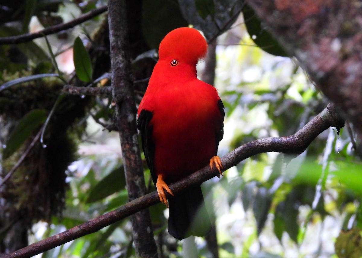 Andean Cock-of-the-rock - ML646999327